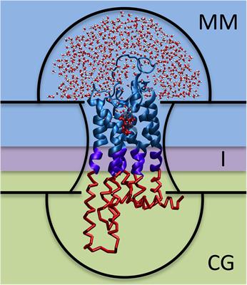 Hybrid MM/CG Webserver: Automatic Set Up of Molecular Mechanics/Coarse-Grained Simulations for Human G Protein-Coupled Receptor/Ligand Complexes